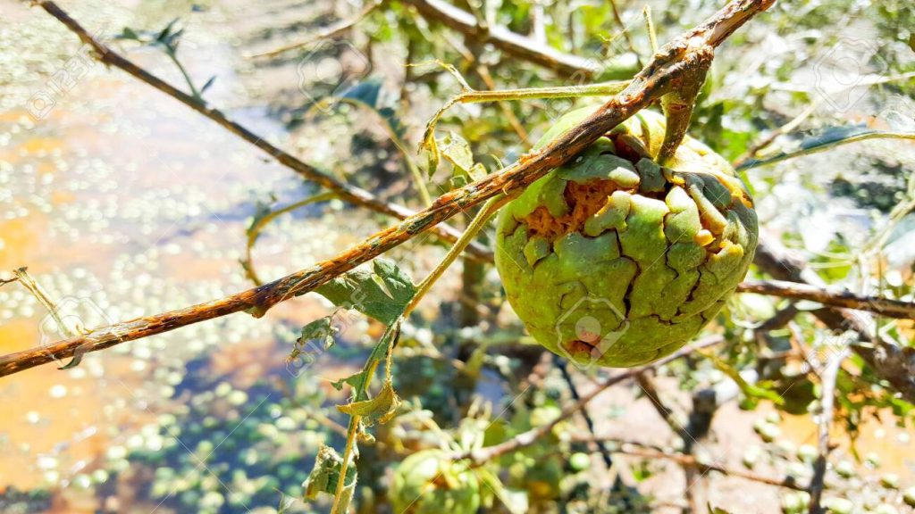 young ripening apple fruit damaged by heavy hail.climate change concept